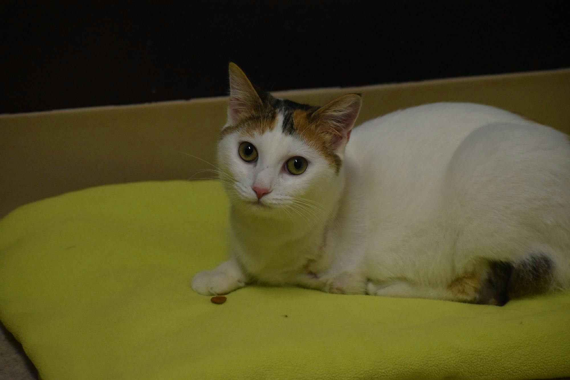 Pet of the week: Granola 