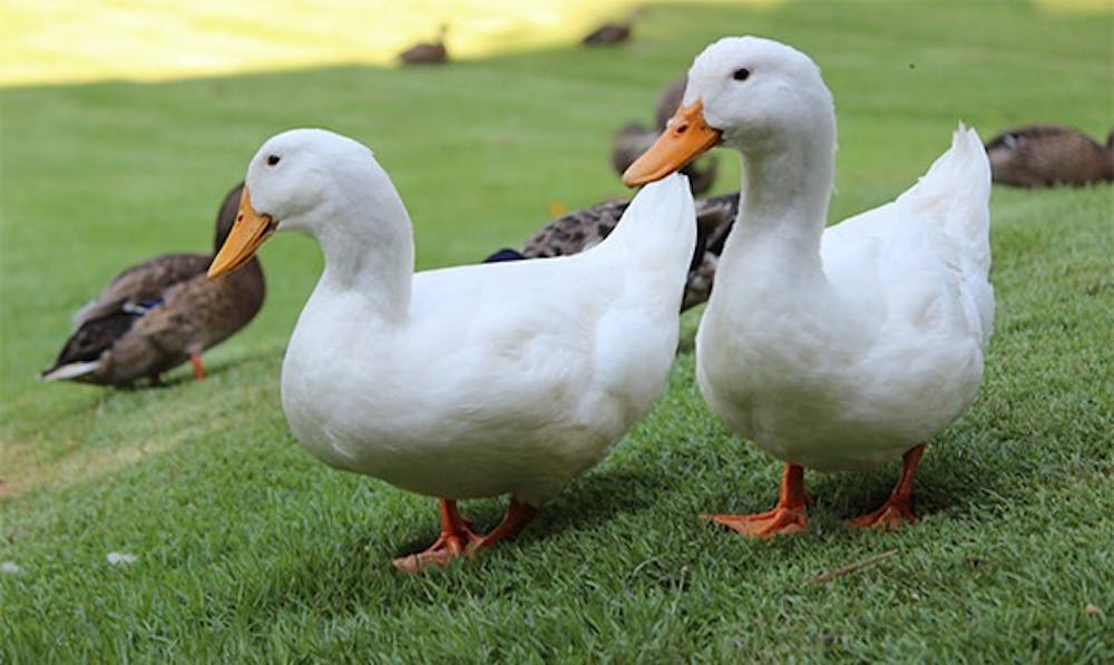 Chester the duck, right, has returned to his home on the lake after a successful surgery at Auburn's College of Veterinary Medicine. Shown here with one of his friends, Dipsey, he is once again free to roam the area. 