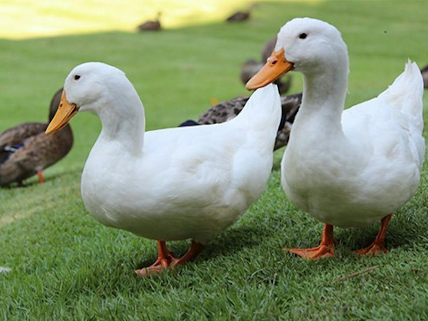 Chester the duck, right, has returned to his home on the lake after a successful surgery at Auburn's College of Veterinary Medicine. Shown here with one of his friends, Dipsey, he is once again free to roam the area.