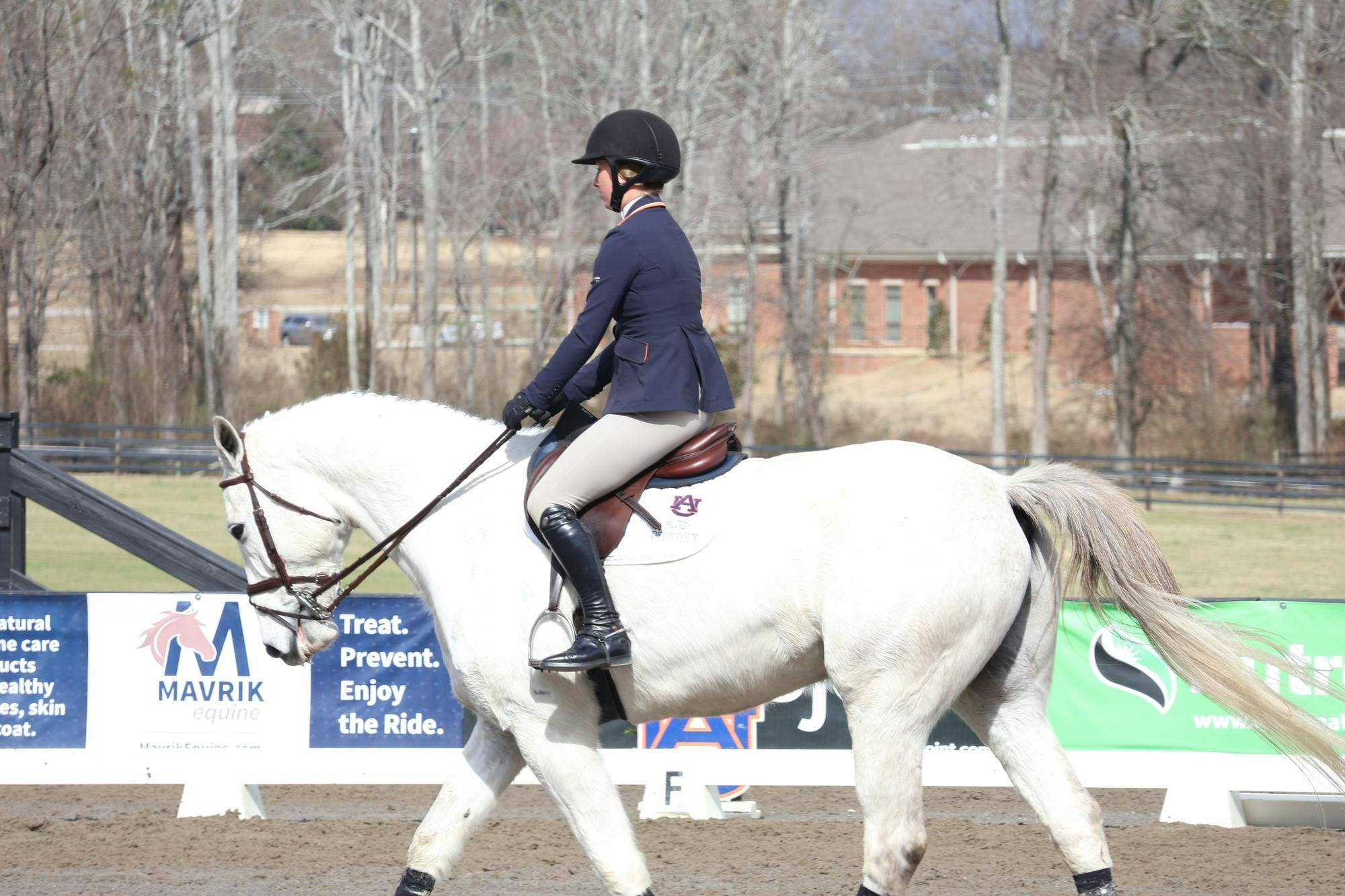 An equestrian dressed in a navy riding jacket, beige breeches, and a black helmet rides a white horse with an Auburn University saddle pad during a competition or training session. The scene takes place outdoors in an arena with sponsor banners and leafless trees in the background.