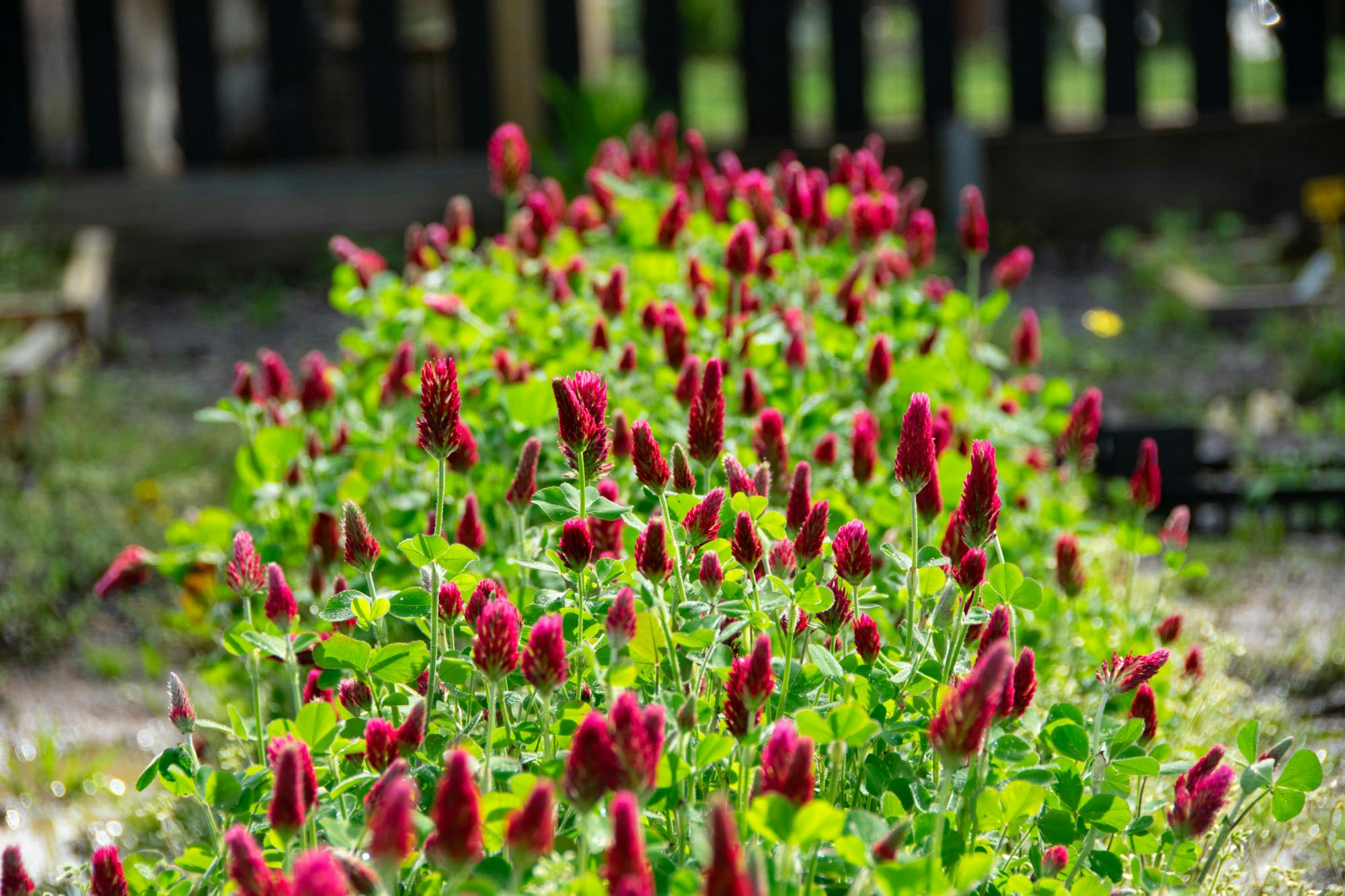 CP O Grows Farmers Market 2024 4.jpg