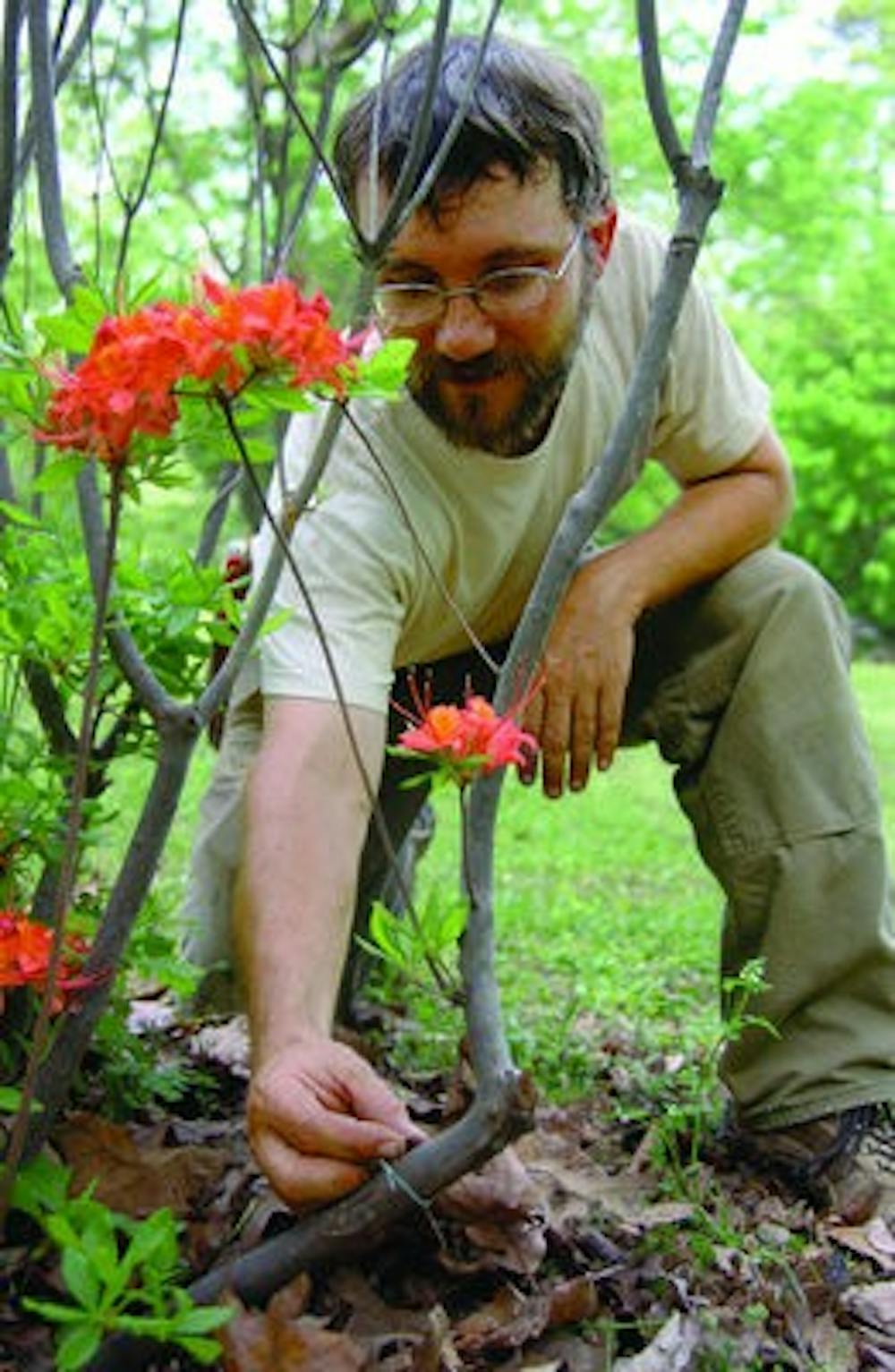 Patrick Thompson, specialist at the arboretum, checks a plant label on an azalea. (Rebekah Weaver / ASSISTANT PHOTO EDITOR)