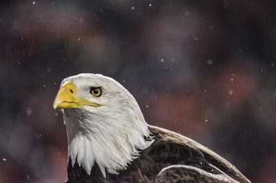 Auburn vs. Samford 2014