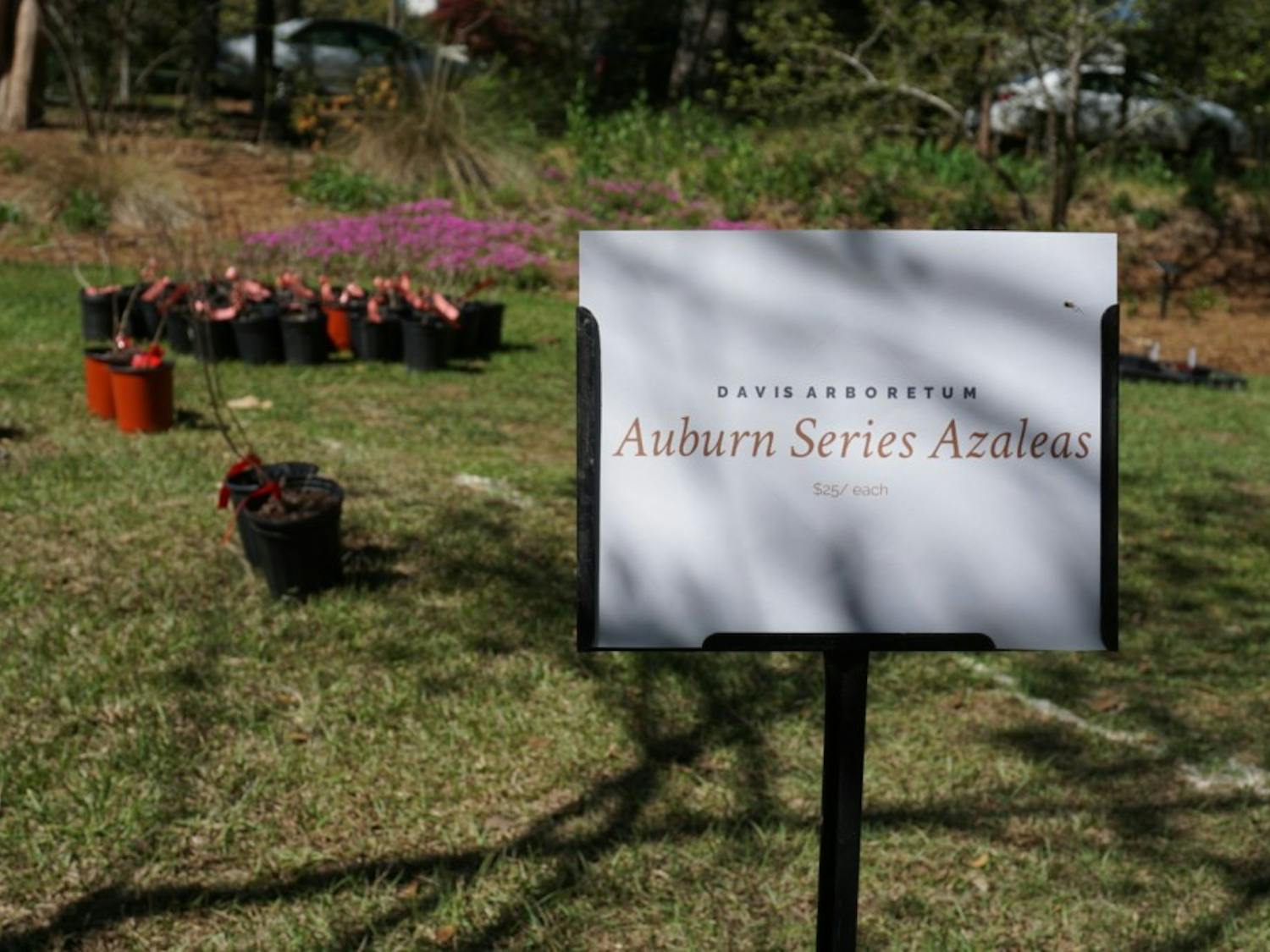 Auburn Series azaleas available for purchase at the Azalea&nbsp;Festival at Auburn University's Donald E. Davis Arboretum on Saturday, March 31, 2018, in Auburn, Ala.