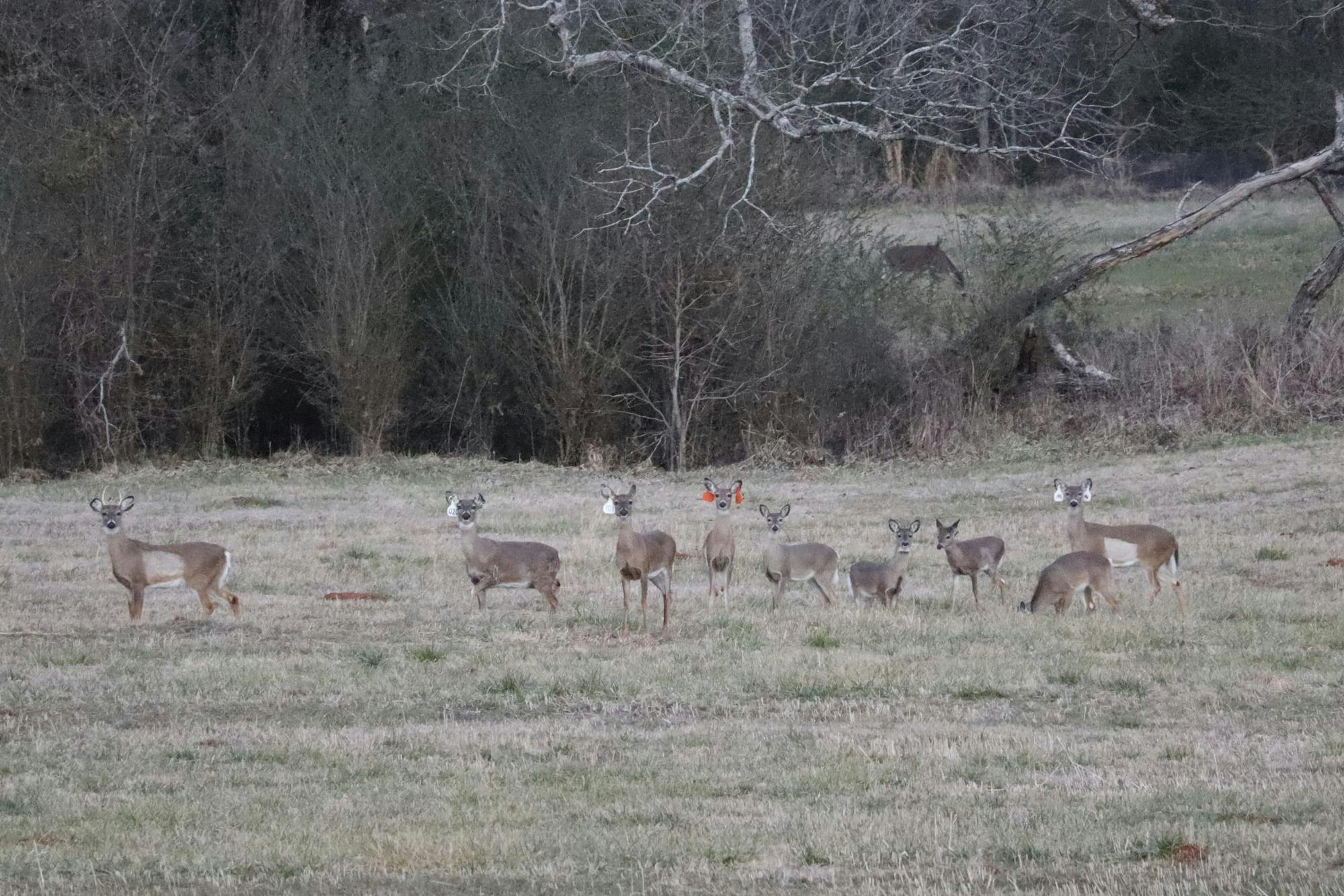 STEM: Deer Lab photo 2 