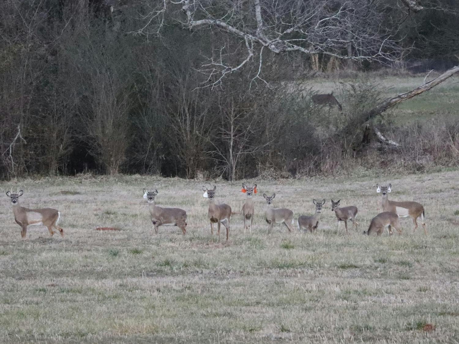 STEM: Deer Lab photo 2