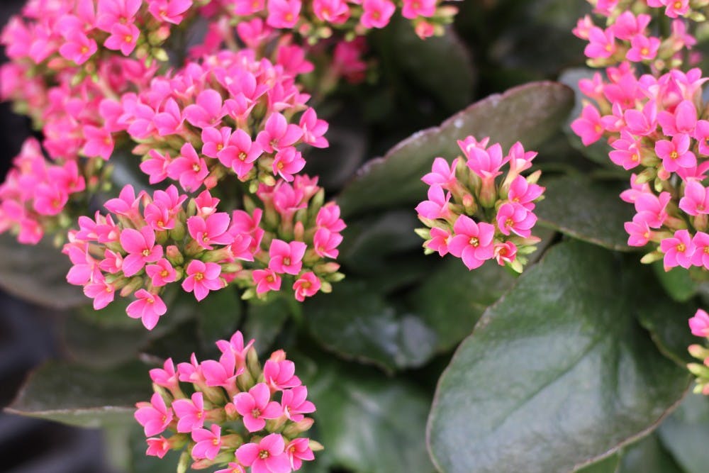 Kalanchoe Flowers
