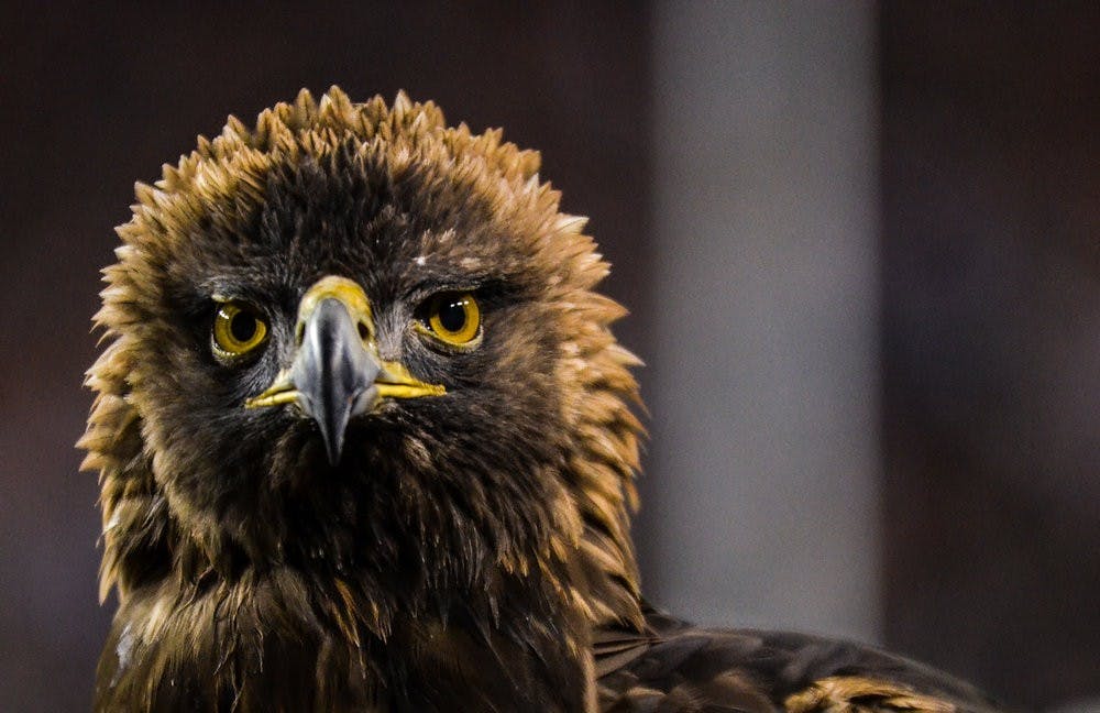 Nova gazes out over the stadium after her traditional pre-game flight around Jordan-Hare.

Raye May / PHOTO EDITOR
