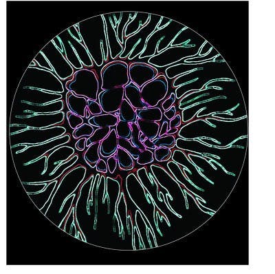 Rachel Suhs / DESIGN EDITOR