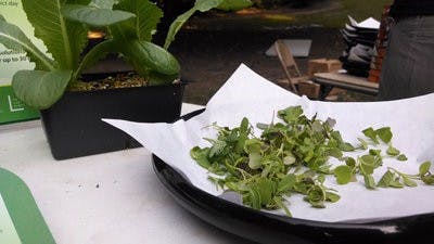 A Frisbee plate of arugula from SuperGrow. The arugula was grown locally and organically.