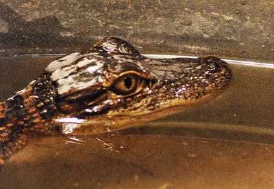 Baby alligator, Steve, smiles and shows off for the camera