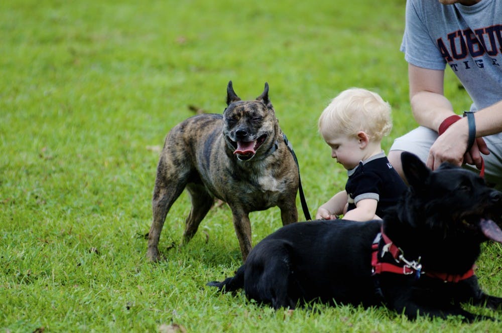 <p>A baby plays with dogs during Puppy Palooza at Kiesel Park on Saturday, Sept. 23, 2017 in Auburn, Ala.</p>