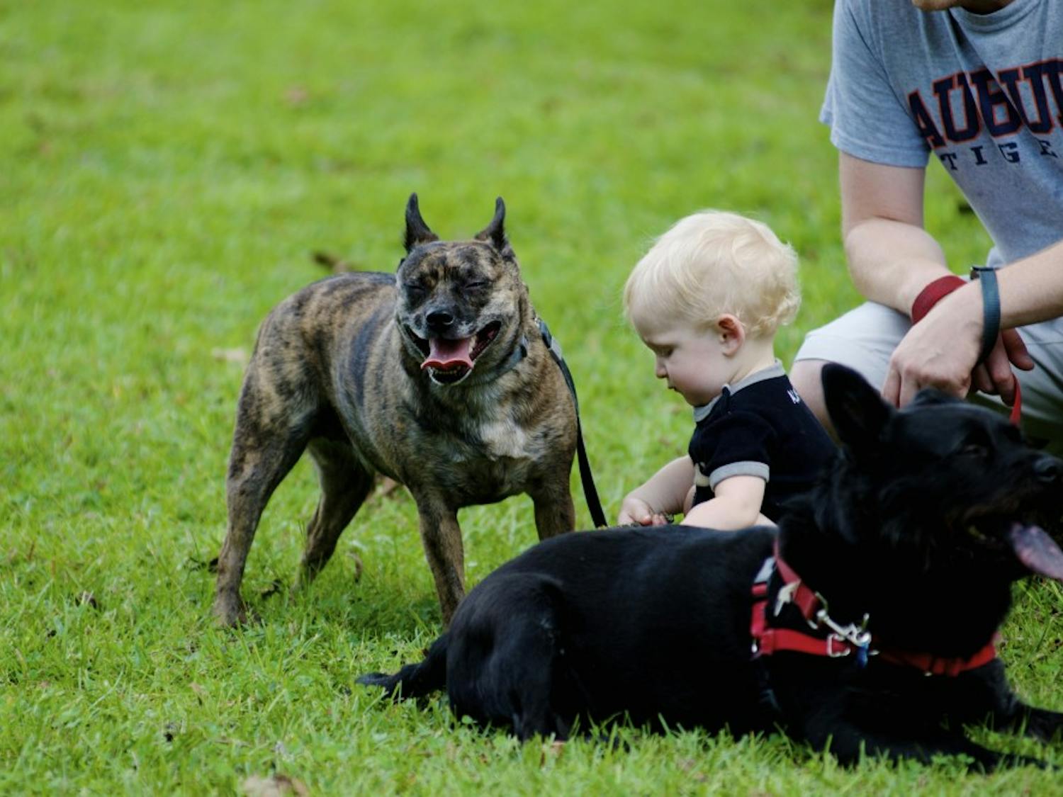 A baby plays with dogs during Puppy Palooza at Kiesel Park on Saturday, Sept. 23, 2017 in Auburn, Ala.
