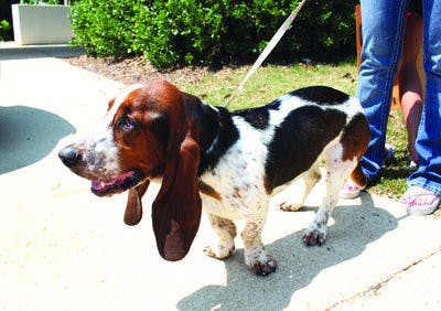 Ellie Mae makes her way to Auburn University's Animal Clinic to prepare for surgery. (Alex Sager / PHOTO EDITOR)