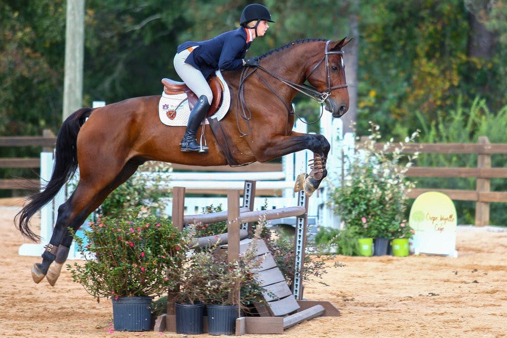 Auburn Equestrian