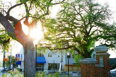 Toomer's Oaks have recently shown foliage growth that does not exhibit effects of herbicide. While this does not mean the trees will definitely survive, the new growth is encouraging to the community's efforts to save the trees. (Rebecca Croomes / PHOTO EDITOR)