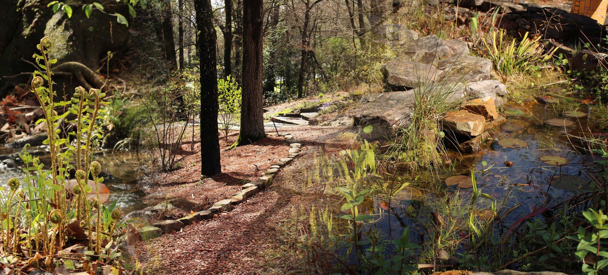 arborteum photo illustration.jpg