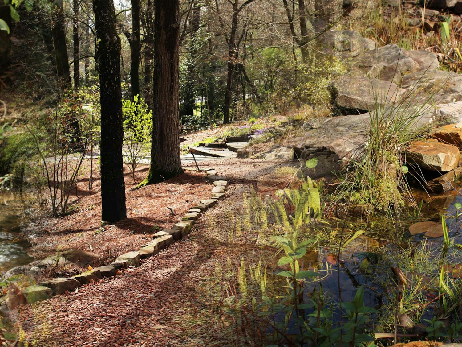 arborteum photo illustration.jpg