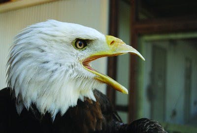 Spirit, the bald eagle, made contact with a skybox at Jordan-Hare Stadium during the Auburn vs. Mississippi State game Saturday. (Maria Iampietro / PHOTO EDITOR)