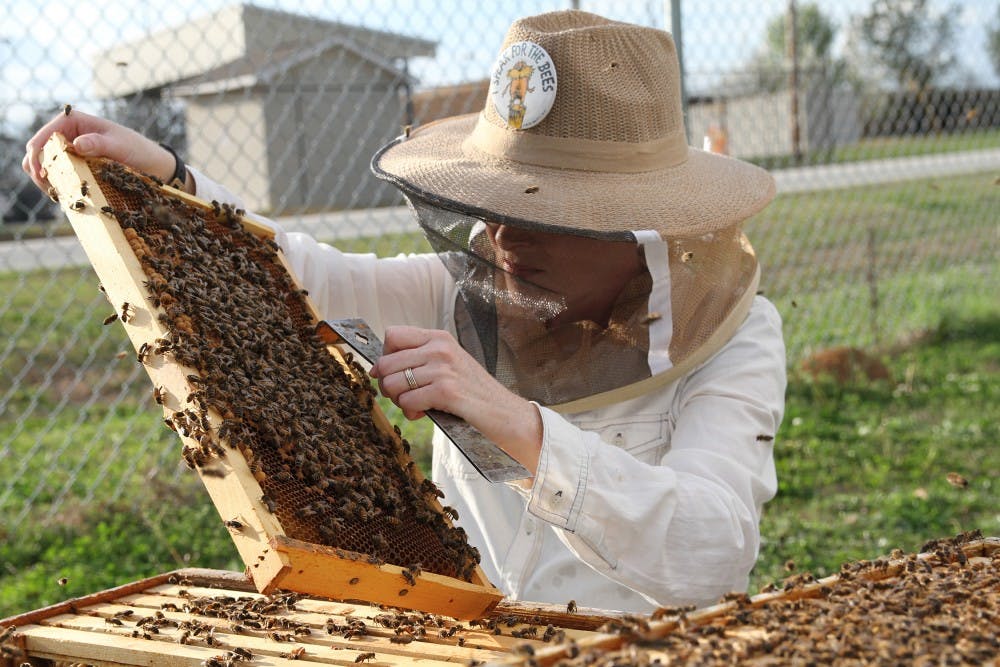 Auburn  University  Bee  Lab  research  technician  Emily  Muehlenfeld  examines  honey  bees  in  a&nbsp;bee  hive.  The  nation’s  beekeepers  lost  40  percent  of  their  managed  honey  bee  colonies  between&nbsp;April  1,  2017,  and  March  31,  2018,  an  increase  of  almost  7  percentage  points  from  the  previous&nbsp;year’s  total  loss  rate.
