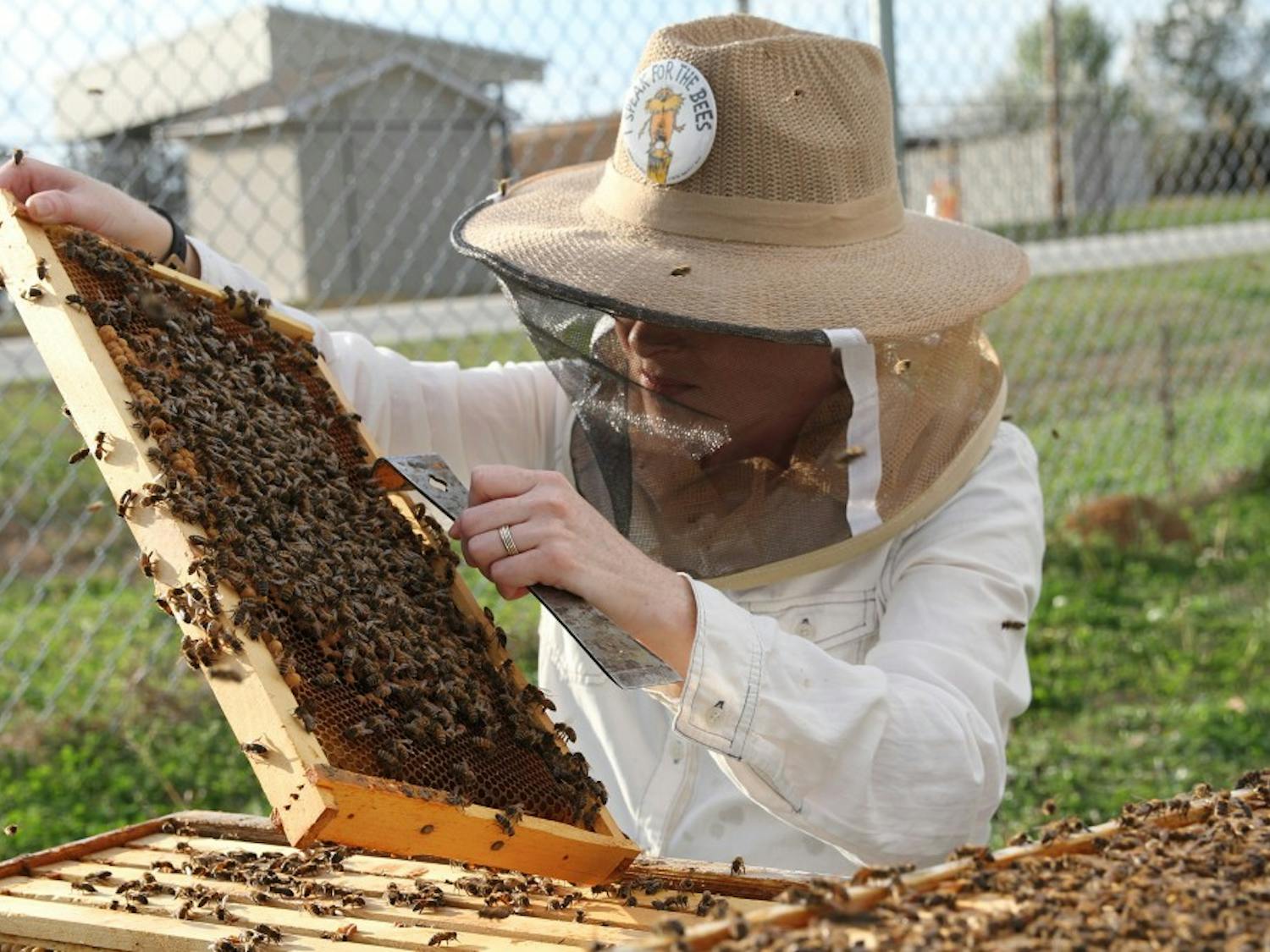 Auburn  University  Bee  Lab  research  technician  Emily  Muehlenfeld  examines  honey  bees  in  a&nbsp;bee  hive.  The  nation’s  beekeepers  lost  40  percent  of  their  managed  honey  bee  colonies  between&nbsp;April  1,  2017,  and  March  31,  2018,  an  increase  of  almost  7  percentage  points  from  the  previous&nbsp;year’s  total  loss  rate.
