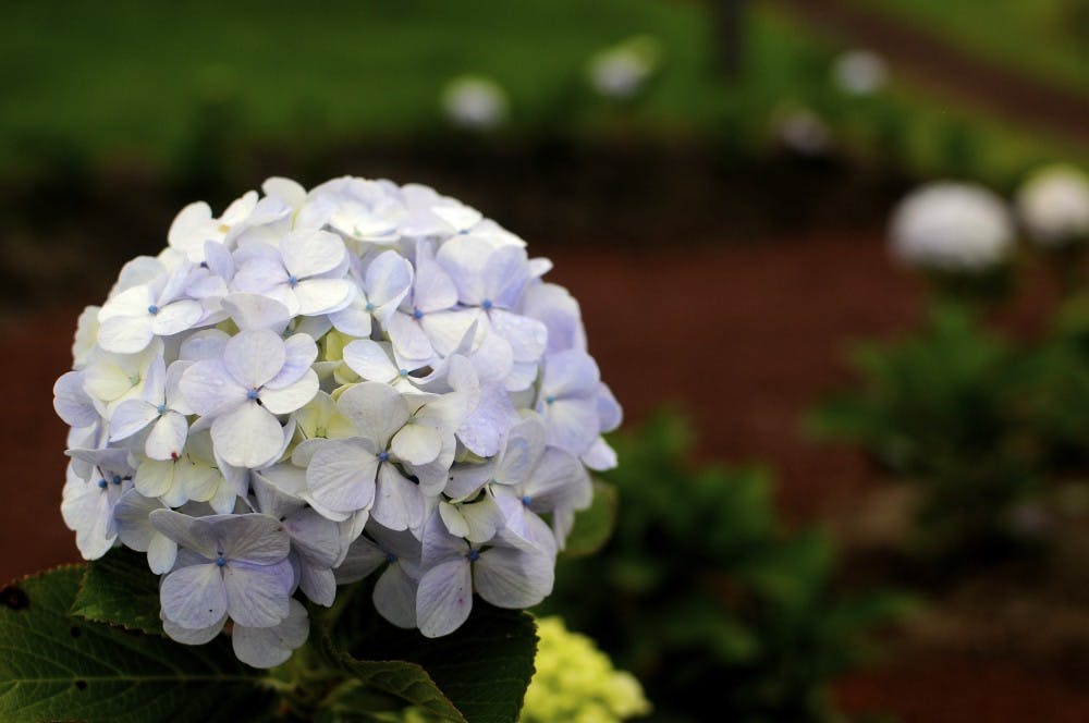 <p>A hydrangea on Sunday, July 2, 2017 at Corso Lechería in Costa Rica. Hydrangeas are popular flowers in Costa Rica, and can be seen planted in the gardens outside of Costa Rican homes.&nbsp;</p>