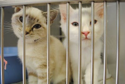 Two kittens, Lester and Raleigh, wait to be adopted at the Lee County Humane Society. (Maria Iampietro / ASSOCIATE PHOTO EDITOR)