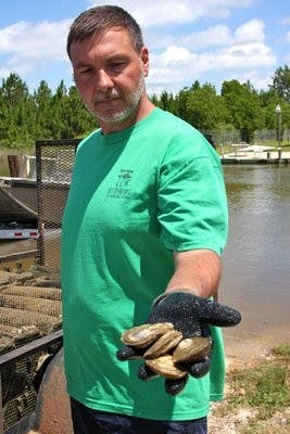 Fisheries and aquaculture Assistant Professor Dr. Bill Walton showing oysters fished from the off-bottom traps along the coast. (Chelsea Wooten / PHOTO EDITOR)