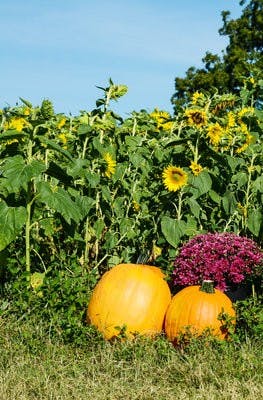 Farmer in the Dell Pumpkin Patch sells its pumpkins by the pound and sells decorative gourds.