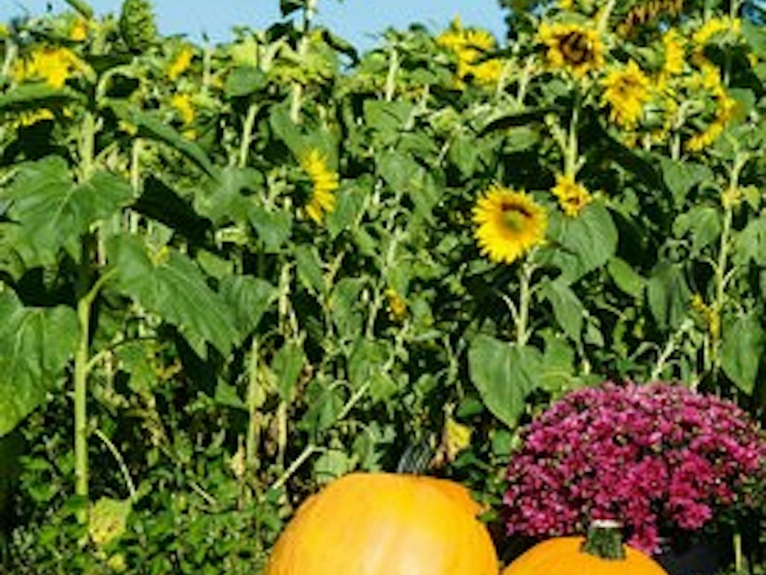 Farmer in the Dell Pumpkin Patch sells its pumpkins by the pound and sells decorative gourds.