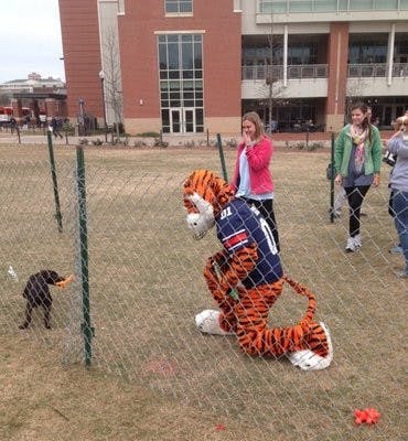 Aubie and students play with the adorable puppies brought in for the event. (Kailey Miller / CAMPUS REPORTER)