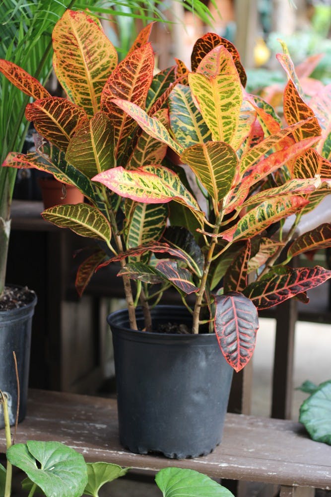 Croton Plant
