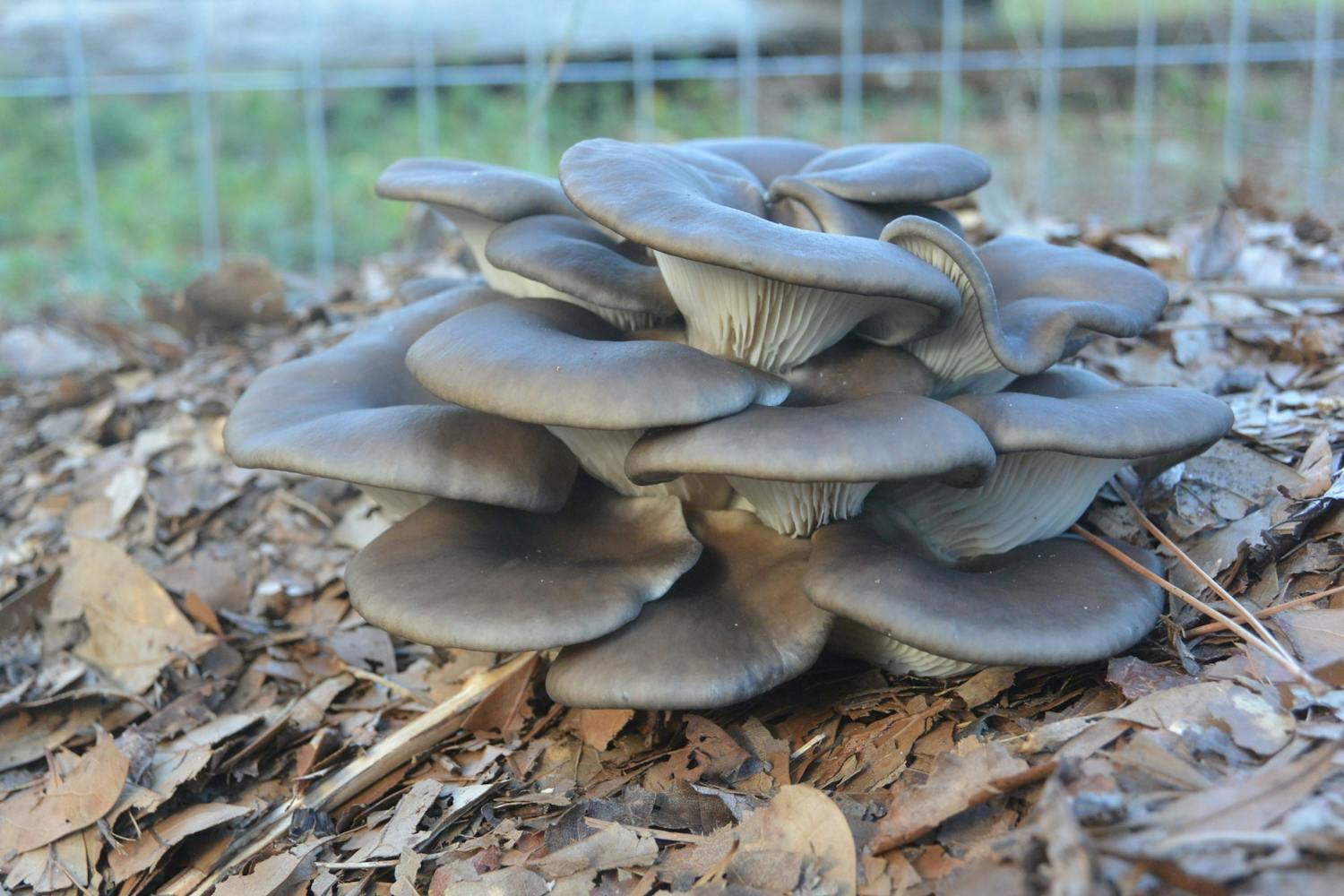 Auburn Oragnic Gardening Club -mushroom .JPG