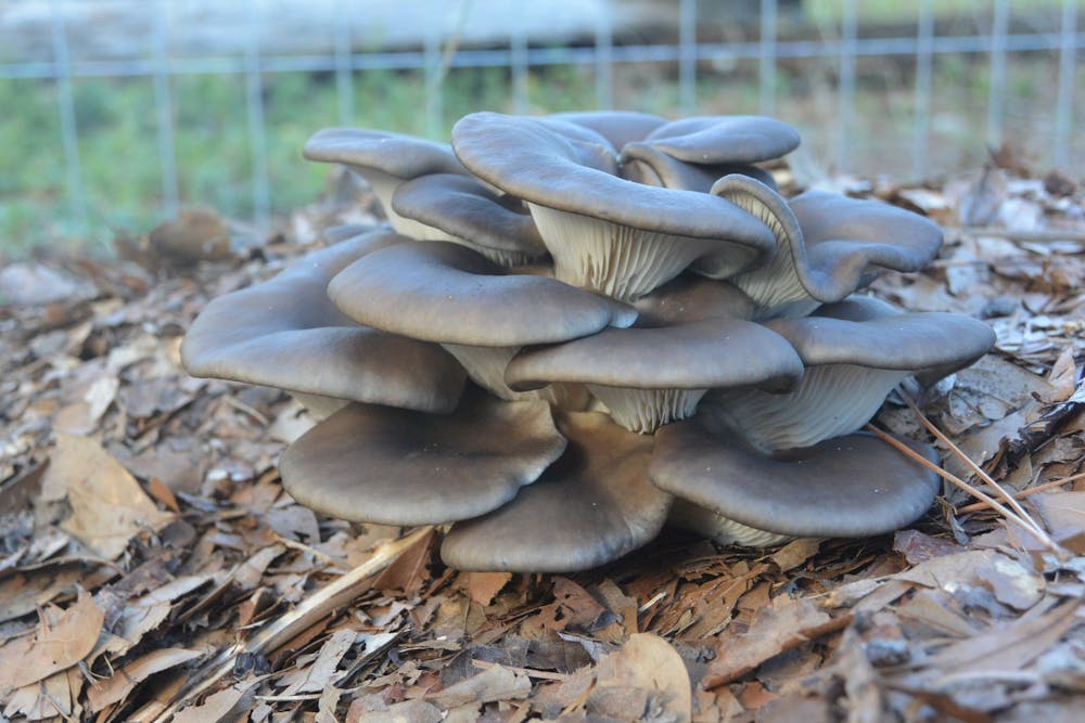 <p>The AOGC partnered with Fungi Farm this semester to grow mushrooms.</p>