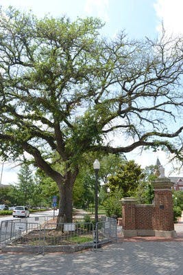 One of the oaks as it appeared in summer of 2012. Despite repeated efforts to save the trees, the possibility of their survival has been in question since the poisoning was discovered in January of 2011. (Danielle Lowe / PHOTOGRAPHER)