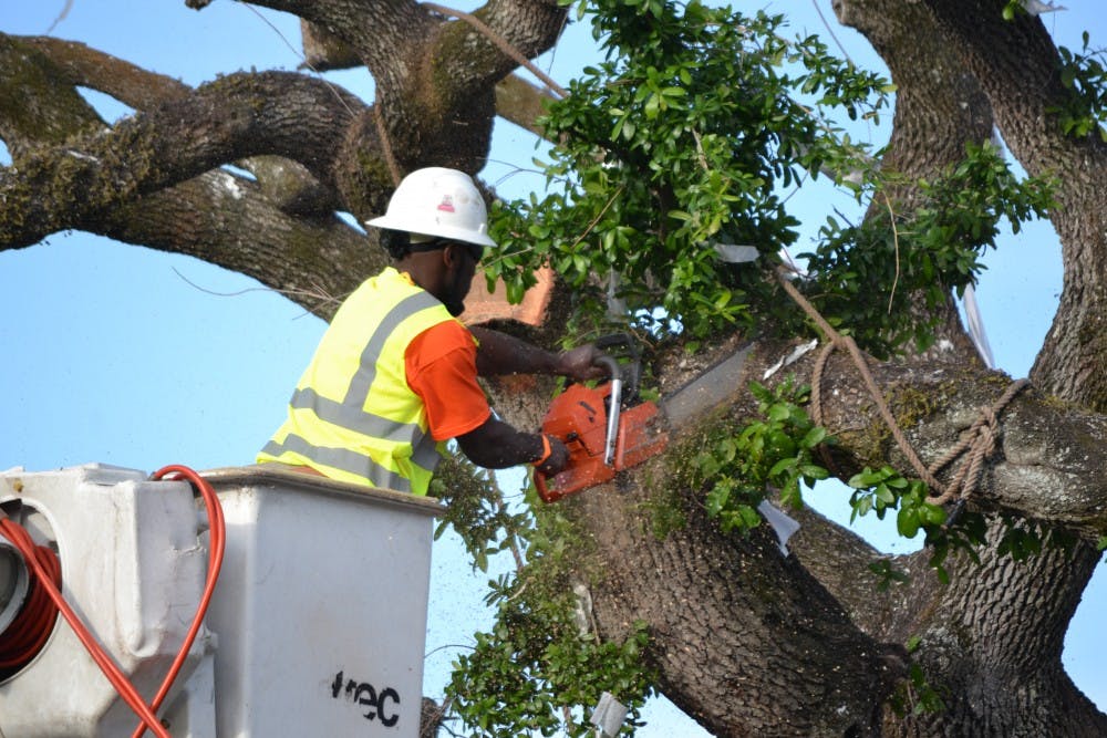 The removal of the Toomer's Oaks started this morning at 7 a.m. (Raye May / PHOTO EDITOR)