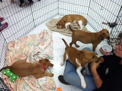 Animal Advocate Club