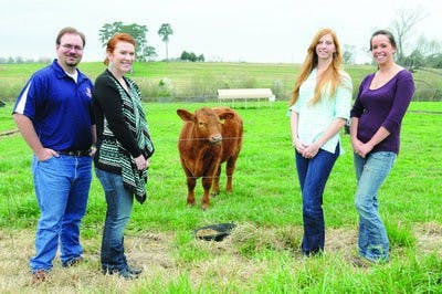 Brandon Smith, Reba Hicks, Casey Randle and Courteney McNamee stand with Cowboy, a 1-year-old steer from the research pastures. The four recently competed in the Animal Sciences Academic Quadrathlon. (Christen Harned / ASSISTANT PHOTO EDITOR)