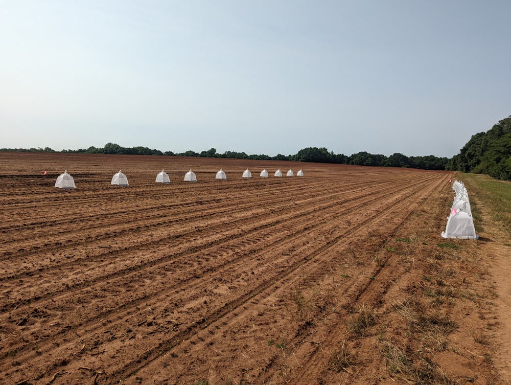 <p>Auburn University graduate students utilize soil emergence traps in order to find out more about agricultural impacts.</p>