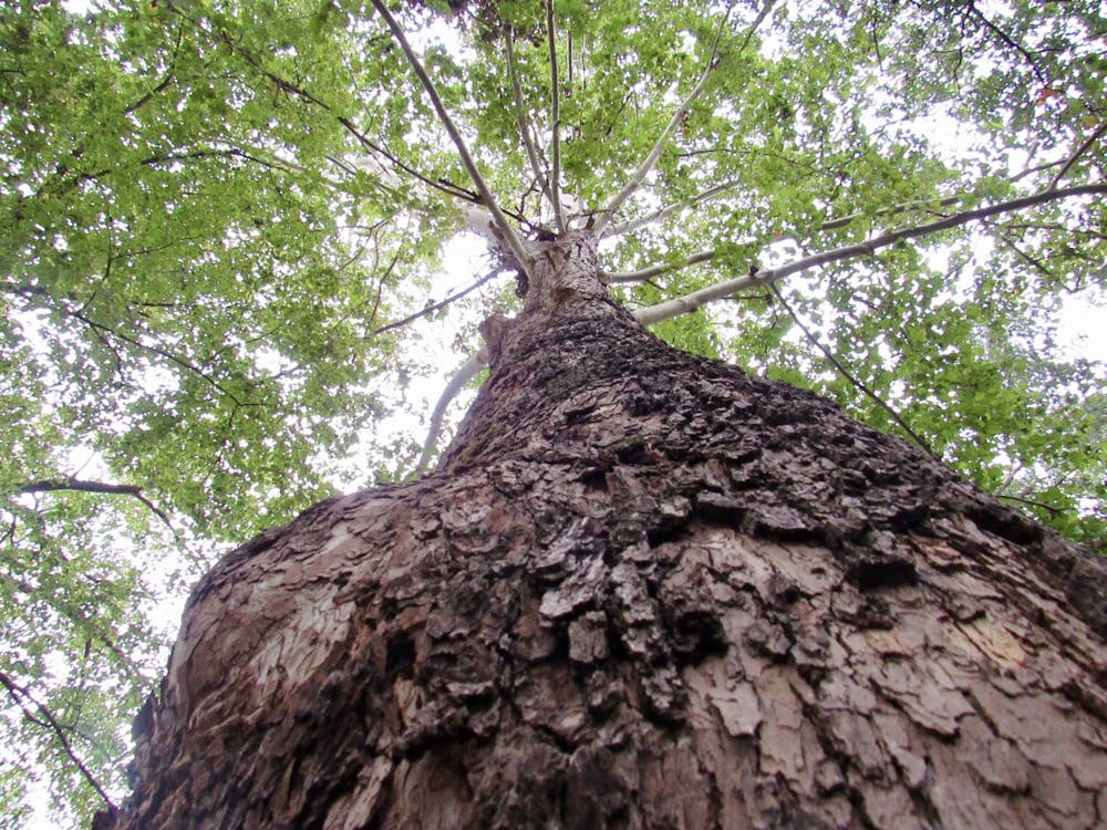 <p>A tree at the Donald E. Davis Arboretum on Oct. 19, 2020, in Auburn, Ala.</p>