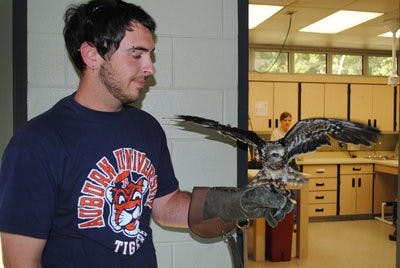 Raptor Center volunteer Shawn Smith, junior in wildlife science, holds a Mississippi Kite. (Elaine Busby / ASSISTANT PHOTO EDITOR)