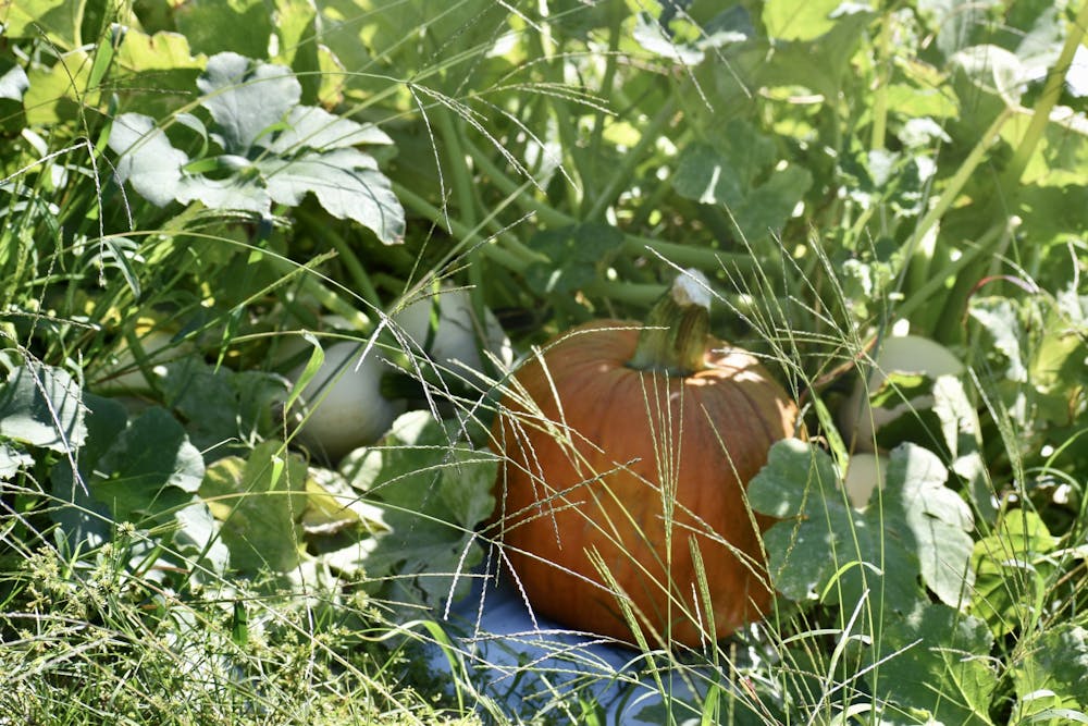 <p>Pumpkins hidden in green leaves at Farmer in the Dell Pumpkin Patch on Oct. 3, 2020.</p>