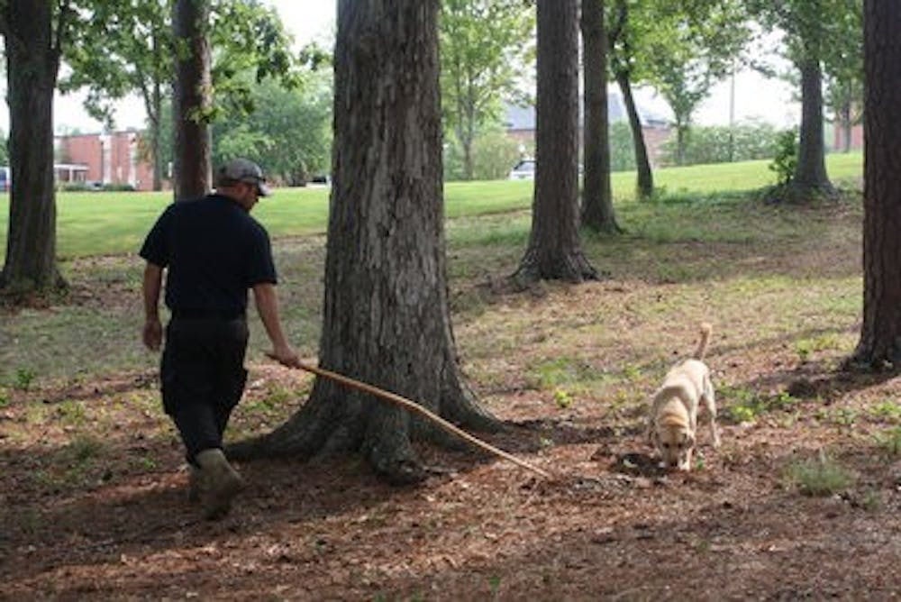 Opie searches for signs of fungus in the ground as his dog handler, Jason DeWitt, uses a stick to guide him around. Once Opie picks up the scent, he begins digging for the fungus aggressively. (Nicole Singleton / SPORTS EDITOR)