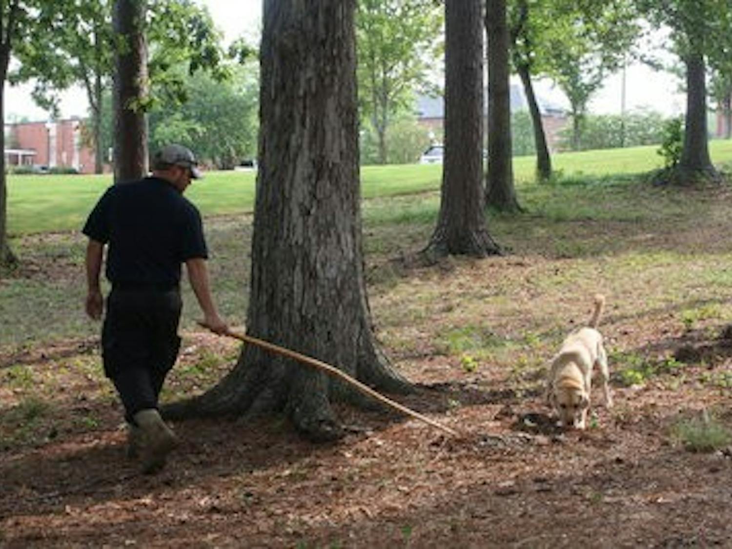 Opie searches for signs of fungus in the ground as his dog handler, Jason DeWitt, uses a stick to guide him around. Once Opie picks up the scent, he begins digging for the fungus aggressively. (Nicole Singleton / SPORTS EDITOR)
