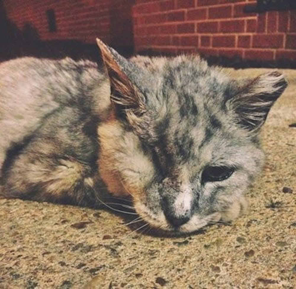 Photo taken by Tori Chancellor on one of her first nights at the dorm. (Contributed by Tori Chancellor)