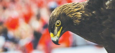 Nova perches before the 2011 Rose Bowl in Pasadena, California. (Raye May | Photo Editor)
