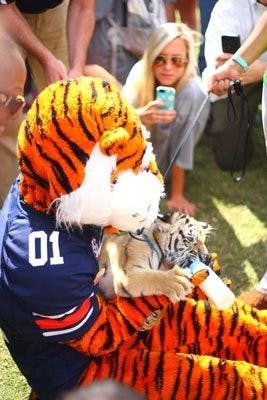 aubie tiger