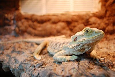 Petz Unleashed, located on South College Street next to Winn-Dixie, offers the community another option besides cats and dogs, such as lizards, birds, bunnies and rats. (Nick Bowman / OPINIONS EDITOR)