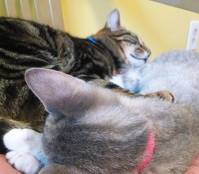 Two cats sleep on a chair in the Lee County Humane Society's adoption rule.