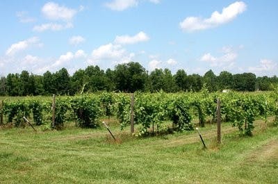 Vineyard